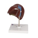 Lebermodell mit Gallenblase Lebermodell mit Gallenblase