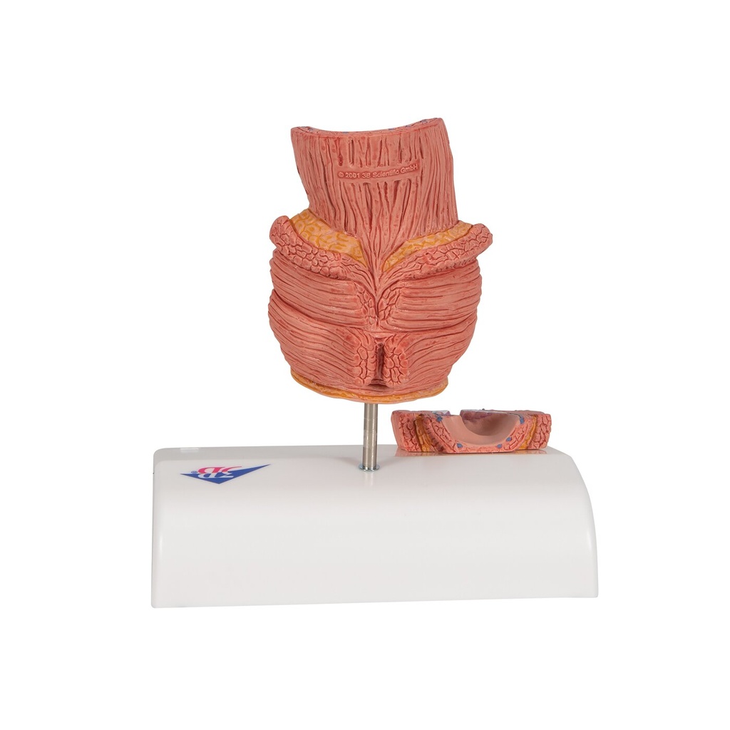 Hämorrhoidenmodell Hämorrhoidenmodell
