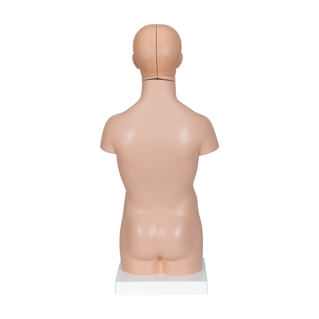 Mini Torso Modell, 12-teilig Mini Torso Modell, 12-teilig