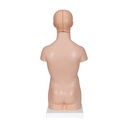 Mini Torso Modell, 12-teilig Mini Torso Modell, 12-teilig