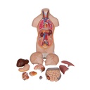Mini Torso Modell, 12-teilig Mini Torso Modell, 12-teilig