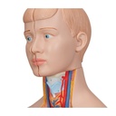 Mini Torso Modell, 12-teilig Mini Torso Modell, 12-teilig