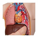 Mini Torso Modell, 12-teilig Mini Torso Modell, 12-teilig
