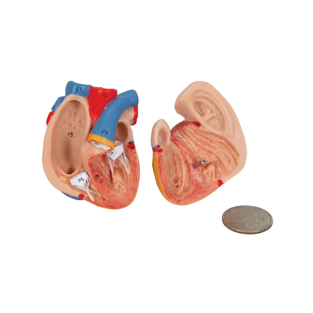 Mini Torso Modell, 12-teilig Mini Torso Modell, 12-teilig