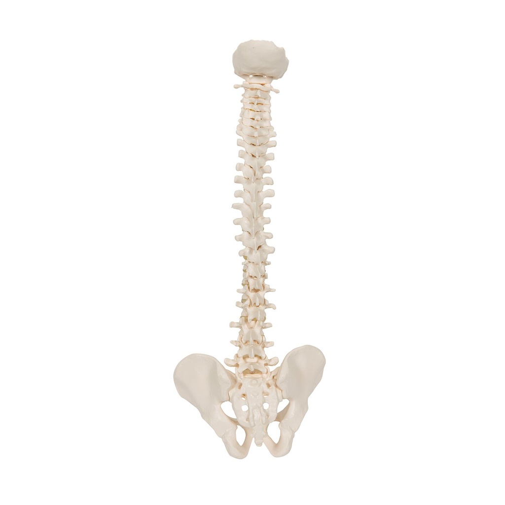 Mini Anatomie Modell Menschliche Wirbelsäule, beweglich und mit Becken, - ohne Stativ Mini Anatomie Modell Menschliche Wirbelsäule, beweglich und mit Becken, - ohne Stativ