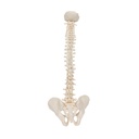 Mini Anatomie Modell Menschliche Wirbelsäule, beweglich und mit Becken, - ohne Stativ Mini Anatomie Modell Menschliche Wirbelsäule, beweglich und mit Becken, - ohne Stativ