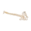 Mini Anatomie Modell Menschliche Wirbelsäule, beweglich und mit Becken, - ohne Stativ Mini Anatomie Modell Menschliche Wirbelsäule, beweglich und mit Becken, - ohne Stativ