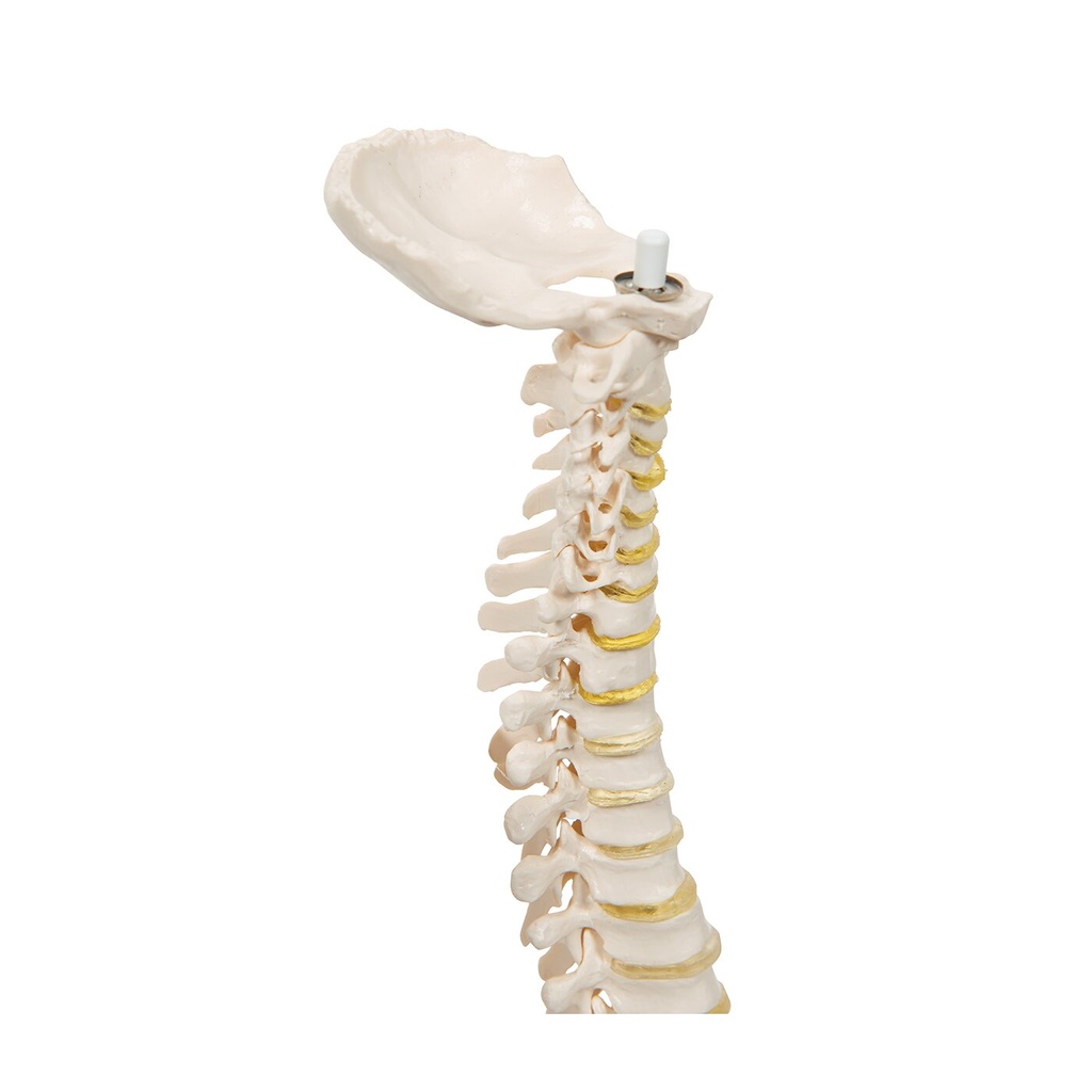 Mini Anatomie Modell Menschliche Wirbelsäule, beweglich und mit Becken, - ohne Stativ Mini Anatomie Modell Menschliche Wirbelsäule, beweglich und mit Becken, - ohne Stativ