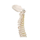 Mini Anatomie Modell Menschliche Wirbelsäule, beweglich und mit Becken, - ohne Stativ Mini Anatomie Modell Menschliche Wirbelsäule, beweglich und mit Becken, - ohne Stativ