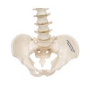 Mini Anatomie Modell Menschliche Wirbelsäule, beweglich und mit Becken, - ohne Stativ Mini Anatomie Modell Menschliche Wirbelsäule, beweglich und mit Becken, - ohne Stativ