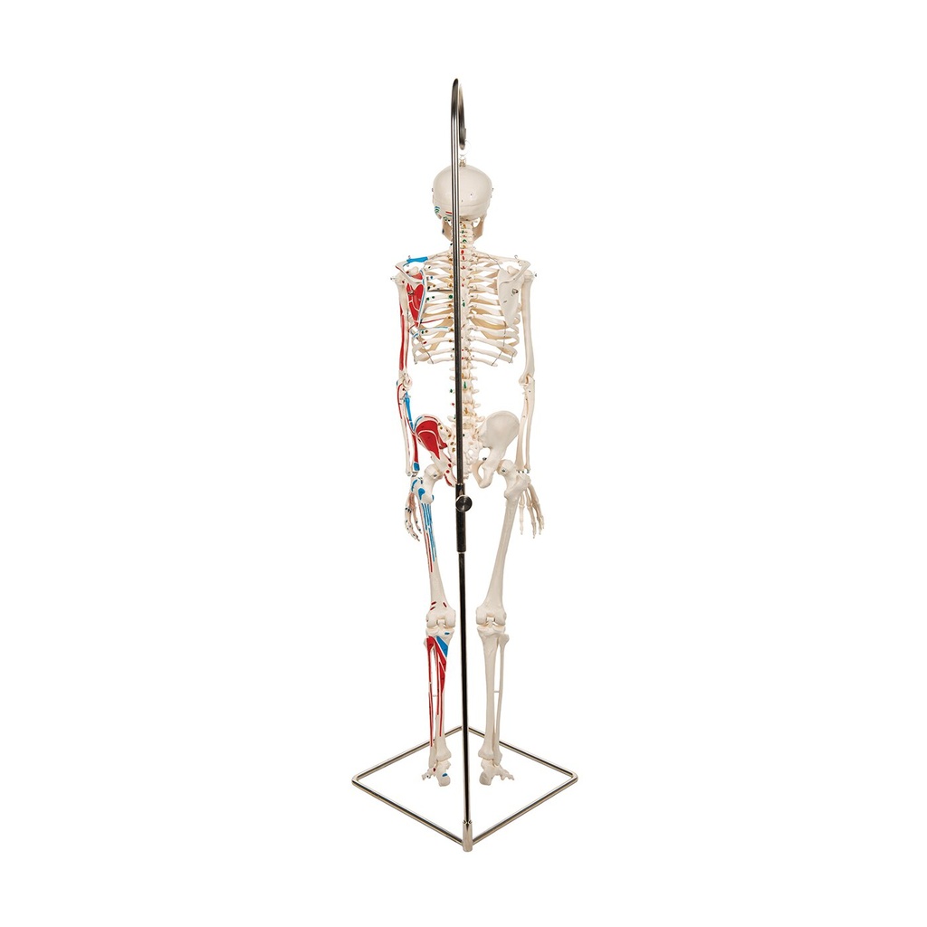 Mini Skelett Modell Shorty, mit Muskelbemalung und 3-teiligem Schädel - auf Hängestativ Mini Skelett Modell Shorty, mit Muskelbemalung und 3-teiligem Schädel - auf Hängestativ