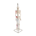 Mini Skelett Modell Shorty, mit Muskelbemalung und 3-teiligem Schädel - auf Hängestativ Mini Skelett Modell Shorty, mit Muskelbemalung und 3-teiligem Schädel - auf Hängestativ