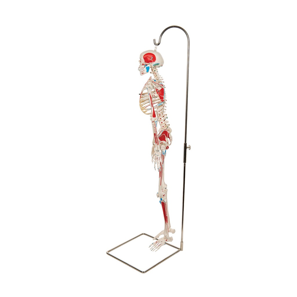 Mini Skelett Modell Shorty, mit Muskelbemalung und 3-teiligem Schädel - auf Hängestativ Mini Skelett Modell Shorty, mit Muskelbemalung und 3-teiligem Schädel - auf Hängestativ