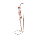 Mini Skelett Modell Shorty, mit Muskelbemalung und 3-teiligem Schädel - auf Hängestativ Mini Skelett Modell Shorty, mit Muskelbemalung und 3-teiligem Schädel - auf Hängestativ