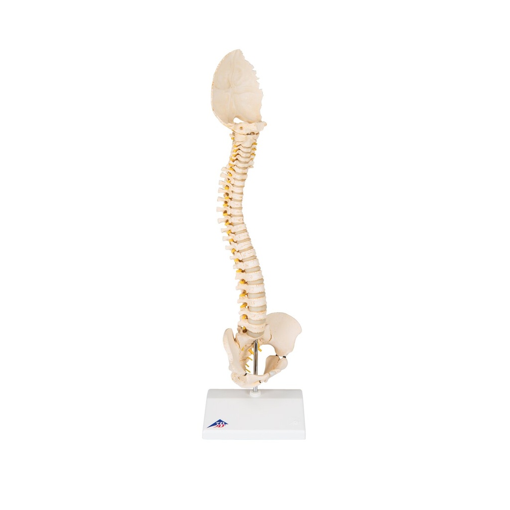 BONElike™ Modell einer kindlichen Wirbelsäule BONElike™ Modell einer kindlichen Wirbelsäule