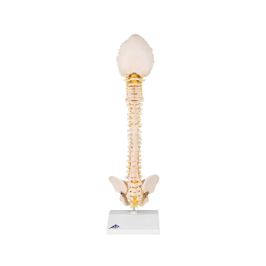 BONElike™ Modell einer kindlichen Wirbelsäule BONElike™ Modell einer kindlichen Wirbelsäule