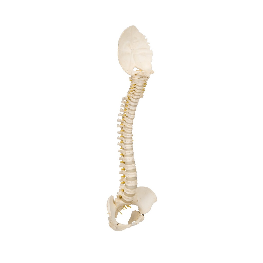 BONElike™ Modell einer kindlichen Wirbelsäule BONElike™ Modell einer kindlichen Wirbelsäule