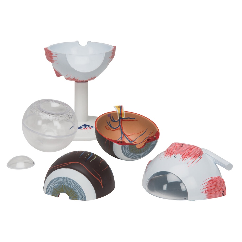 Augenmodell, 3-fache Grösse, 6-teilig Augenmodell, 3-fache Grösse, 6-teilig