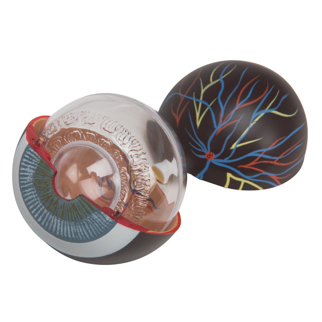 Augenmodell, 3-fache Grösse, 6-teilig Augenmodell, 3-fache Grösse, 6-teilig