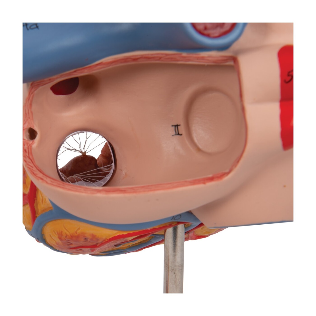 Herzmodell, 2-fache Grösse, 4-teilig Herzmodell, 2-fache Grösse, 4-teilig