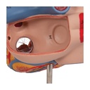 Herzmodell, 2-fache Grösse, 4-teilig Herzmodell, 2-fache Grösse, 4-teilig
