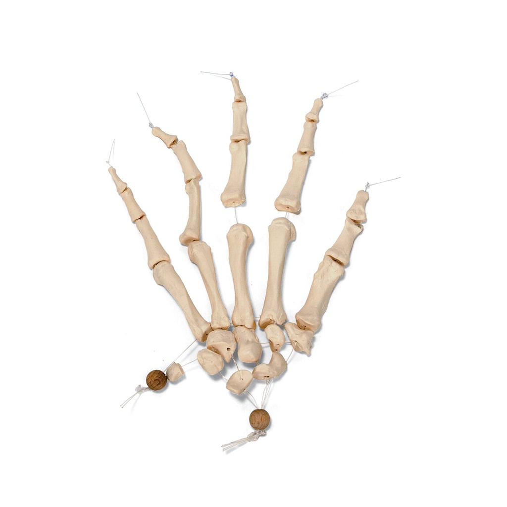 Unmontiertes halbes Skelett Modell, Knochen von Hand & Fuss , Lebensgross - auf Nylon