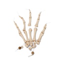 Unmontiertes halbes Skelett Modell, Knochen von Hand & Fuss , Lebensgross - auf Nylon