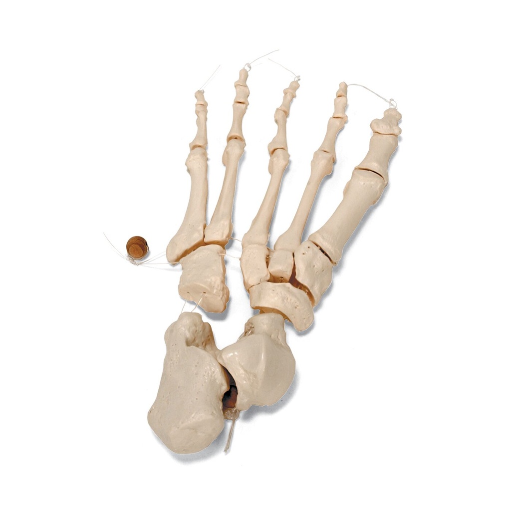 Unmontiertes halbes Skelett Modell, Knochen von Hand & Fuss , Lebensgross - auf Nylon