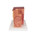 Microanatomy Modell Niere