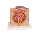 Microanatomy Modell Niere