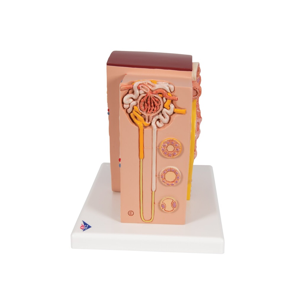 Microanatomy Modell Niere