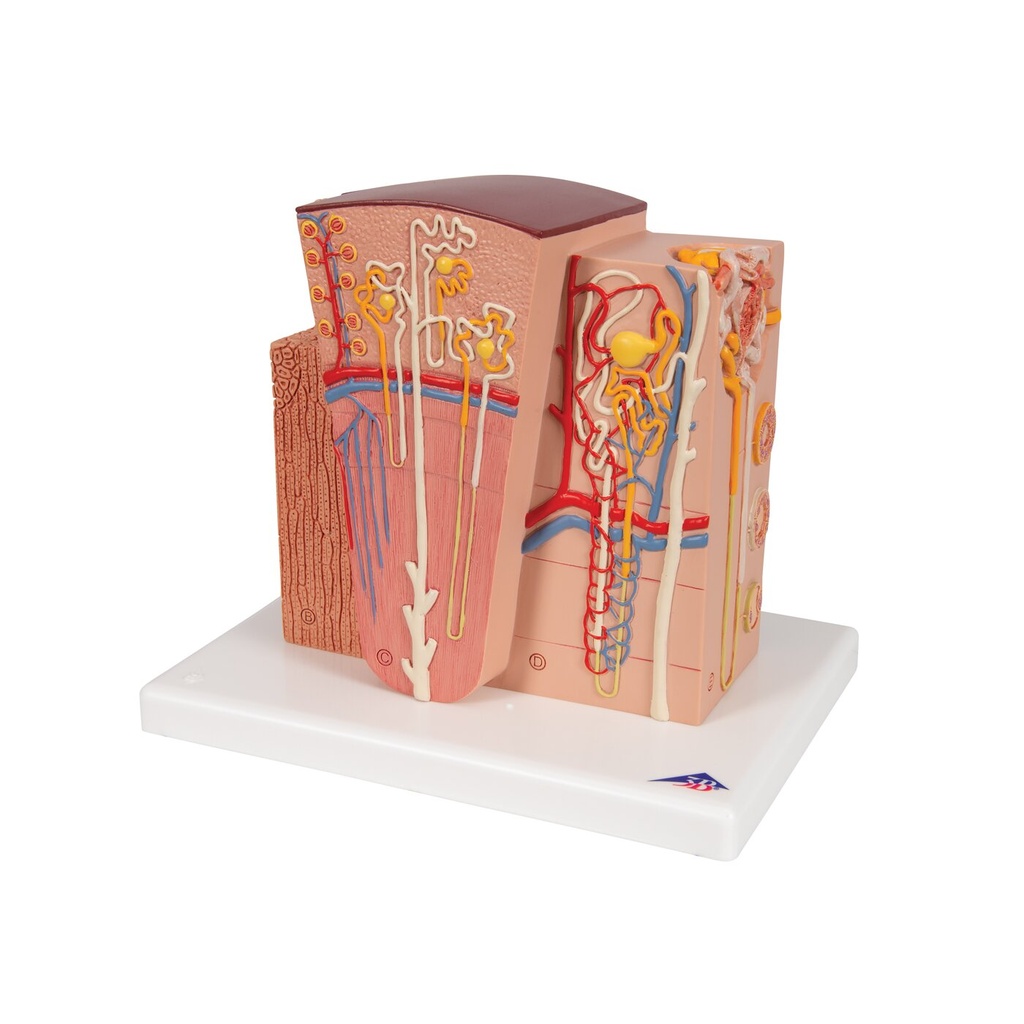 Microanatomy Modell Niere