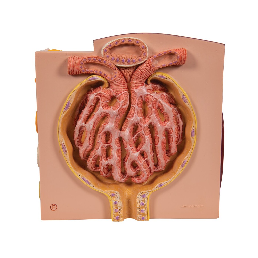 Microanatomy Modell Niere