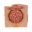 Microanatomy Modell Niere