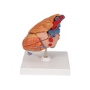 Herzmodell Klassik mit Thymus, 3-teilig Herzmodell Klassik mit Thymus, 3-teilig