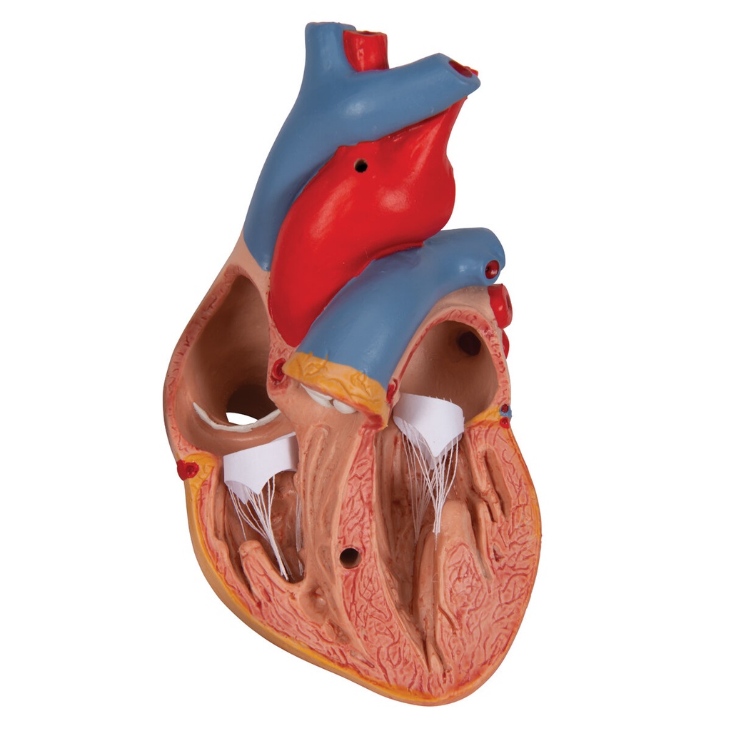 Herzmodell Klassik mit Thymus, 3-teilig Herzmodell Klassik mit Thymus, 3-teilig