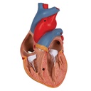 Herzmodell Klassik mit Thymus, 3-teilig Herzmodell Klassik mit Thymus, 3-teilig
