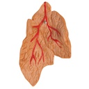 Herzmodell Klassik mit Thymus, 3-teilig Herzmodell Klassik mit Thymus, 3-teilig