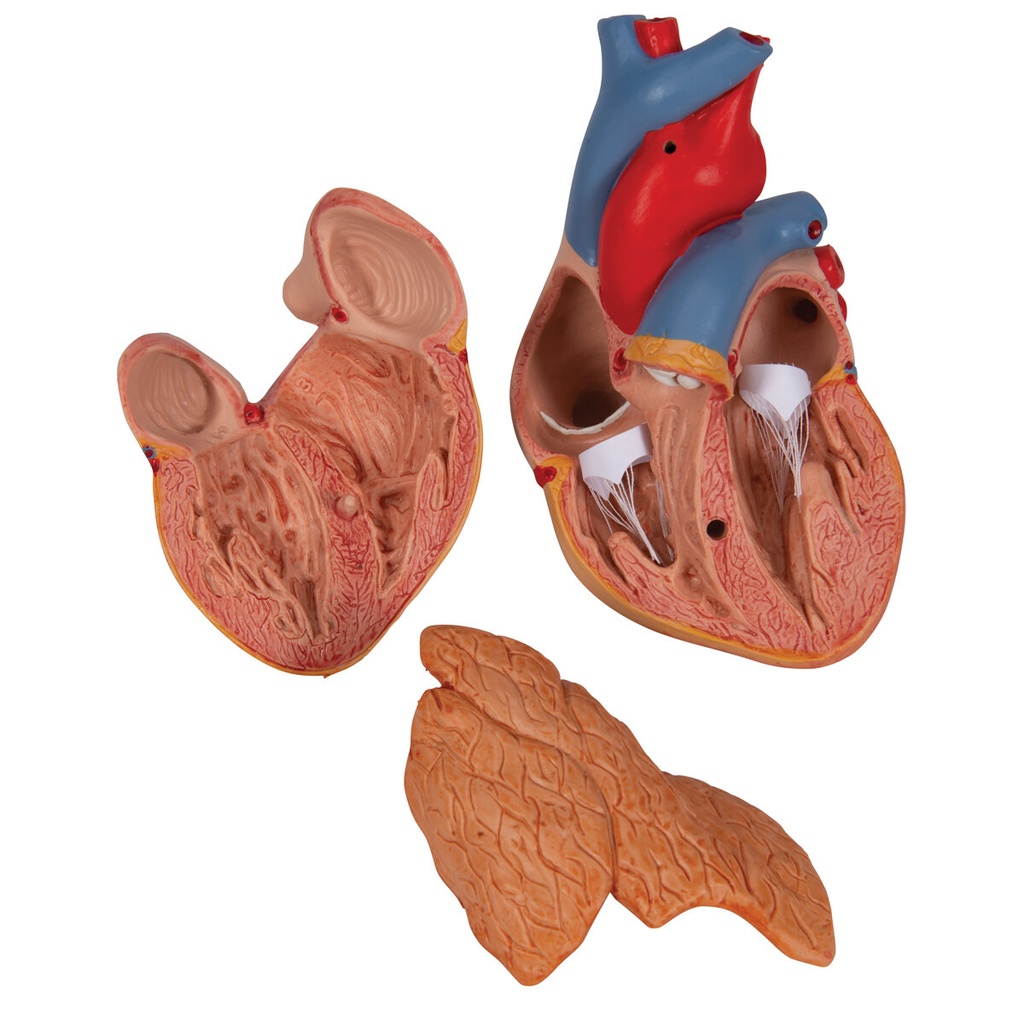Herzmodell Klassik mit Thymus, 3-teilig Herzmodell Klassik mit Thymus, 3-teilig