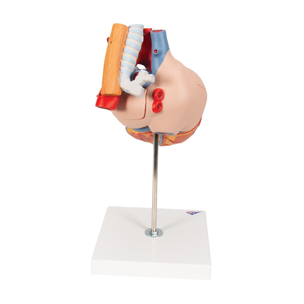 Herzmodell mit Luft- und Speiseröhre, 2-fache Grösse, 5-teilig Herzmodell mit Luft- und Speiseröhre, 2-fache Grösse, 5-teilig