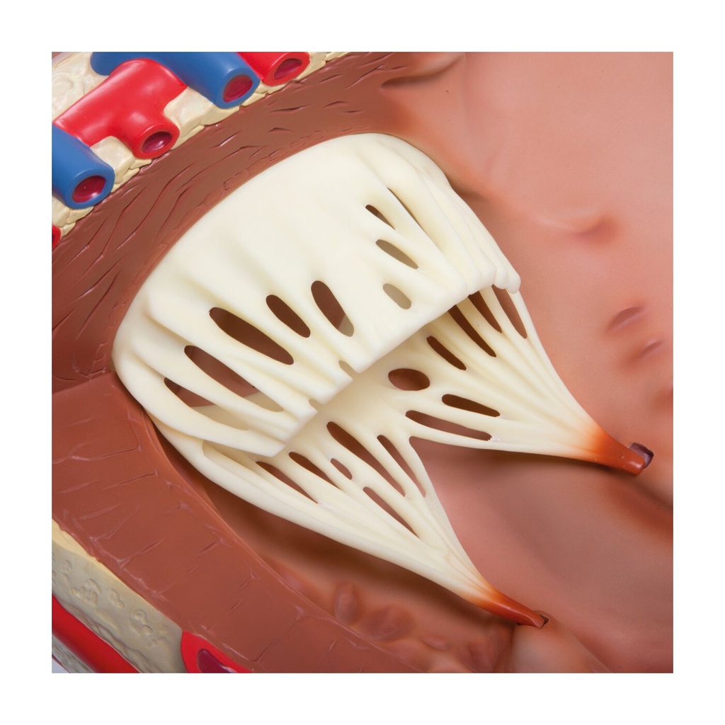 Riesen Herzmodell, 8-fache Grösse Riesen Herzmodell, 8-fache Grösse