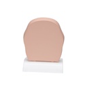 Kopfmodell frontal geschnitten in anatomischer Höhe der Nasennebenhöhlen (mit Sinusitis) Kopfmodell frontal geschnitten in anatomischer Höhe der Nasennebenhöhlen (mit Sinusitis)