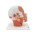 Kopfmodell mit Muskulatur Kopfmodell mit Muskulatur