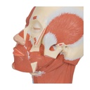 Kopfmodell mit Muskulatur Kopfmodell mit Muskulatur