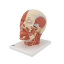 Kopfmodell mit Muskulatur & Nerven