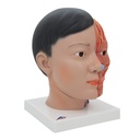 Lebensgrosses, asiatisches Kopfmodell mit Gehirn & Hals, 4-teilig Lebensgrosses, asiatisches Kopfmodell mit Gehirn & Hals, 4-teilig
