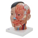Lebensgrosses, asiatisches Kopfmodell mit Gehirn & Hals, 4-teilig Lebensgrosses, asiatisches Kopfmodell mit Gehirn & Hals, 4-teilig