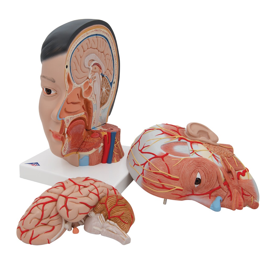 Lebensgrosses, asiatisches Kopfmodell mit Gehirn & Hals, 4-teilig Lebensgrosses, asiatisches Kopfmodell mit Gehirn & Hals, 4-teilig