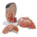 Lebensgrosses, asiatisches Kopfmodell mit Gehirn & Hals, 4-teilig Lebensgrosses, asiatisches Kopfmodell mit Gehirn & Hals, 4-teilig