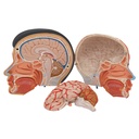 Lebensgrosses, asiatisches Kopfmodell mit Gehirn & Hals, 4-teilig Lebensgrosses, asiatisches Kopfmodell mit Gehirn & Hals, 4-teilig